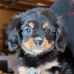 CAVALON Sherwin - Black and tan male Companion Cross puppy in Boardman, Ohio from Taliaferro Kennel