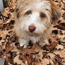 Aussiedoodle and Goldendoodle Puppies from Saddle Hill Farms
