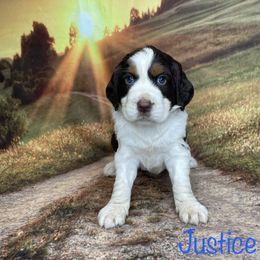 Justice - English Springer Spaniel puppy in Pine Island, Minnesota from Country Breeze Springer Spaniels