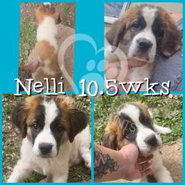 Nelli - White and brown female Saint Bernard puppy in Kaukauna, Wisconsin from Holtz Family Saints