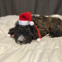 Schnoodle Puppies from Noodle Tings Puppies