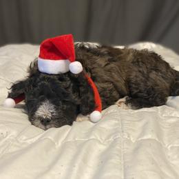 Schnoodle Puppies from Noodle Tings Puppies
