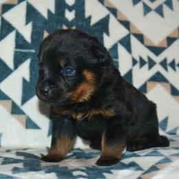 Boy 3 - Black and mahogany male Rottweiler puppy in Ethel, Washington from Titanenheim Rottweilers