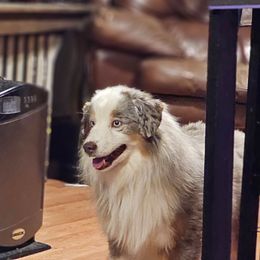 Lincoln - Miniature American Shepherd