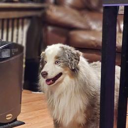Lincoln - Miniature American Shepherd
