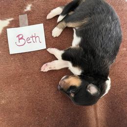 Collie Puppies from A/K Rough Collies