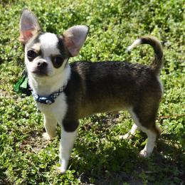 Lil' Diego - Black sabled fawn male Chihuahua puppy in Gloucester, Virginia from Charlotte's Web of Chihuahuas