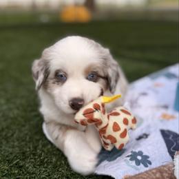 Rusty (Rusty) - Red merle male Australian Shepherd puppy in Ramona, California from Blue Moon Aussies