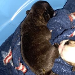 French Bulldog Puppies from Luna's little pumpkins