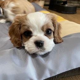 Spruce - Blenheim male Cavalier King Charles Spaniel puppy in Phoenix, Arizona from Larisa's Cavaliers