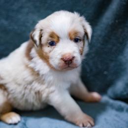 Beignet - Red merle female Australian Shepherd puppy in Hearne, Texas from Wigglebutts Unlimited