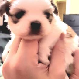 Rusty - Silver gold and white male Shih Tzu puppy in Willard, Utah from Shih-tzu Queen