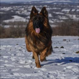 Commander Vom Zwingerwälder - German Shepherd