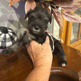 Adele - Salt and pepper female Miniature Schnauzer puppy in Thomasville, Georgia from D’Elegant Paws
