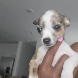 Chihuahua Puppies from Maldonado Pet Life Breeder LLC.