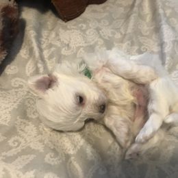 Maltese Puppies from Emotional Amor Support