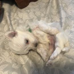 Maltese Puppies from Emotional Amor Support