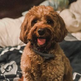 Goldendoodle Puppies from Coal Country Doodles