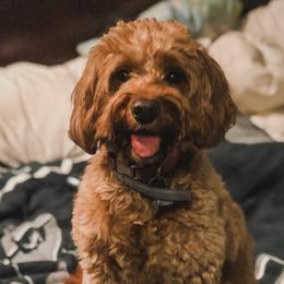 Goldendoodle Puppies from Coal Country Doodles