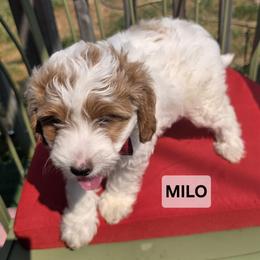 Milo - Parti male Goldendoodle puppy in Shelby Township, Michigan from Shelby Doodles MI LLC