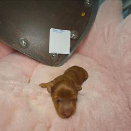 Shadow Secrets - Dapple male Dachshund puppy in Bristol, Tennessee from It's Mini Wieners Baby