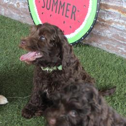 Green collar Mike - Chocolate male Australian Labradoodle puppy in Provo, Utah from EllsWORTH Labradoodles LLC