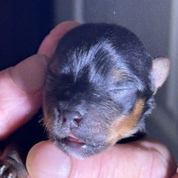 Girl 1 - Black and tan female Yorkshire Terrier puppy in Elizabeth, Indiana from Dwayne’s Yorkshire Terriers