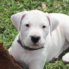 Dogo Argentino and Greyhound Puppies from Wayward Dogos and Hounds
