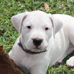 Dogo Argentino and Greyhound Puppies from Wayward Dogos and Hounds