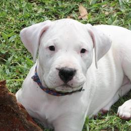 Dogo Argentino and Greyhound Puppies from Wayward Dogos and Hounds