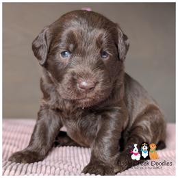 Adorable Chocolate Labradoodle Girls - Chocolate female Labradoodle puppy in Jeddo, Michigan from Apple Creek Doodles