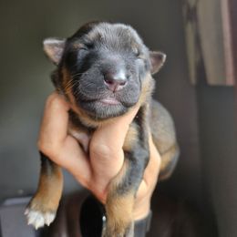 Boy 2 - Black white and tan male Xoloitzcuintli puppy in Ethridge, Tennessee from Royalty Reigns Xolos