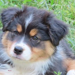 Samantha is extremely beautiful in every way - Black tri-color female Australian Shepherd puppy in Allegan, Michigan from Parsons Australian Shepherds