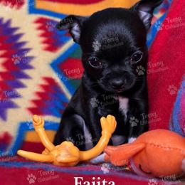 Fajita - Black and white female Chihuahua puppy in Rocky Mount, Virginia from Teeny Chihuahuas