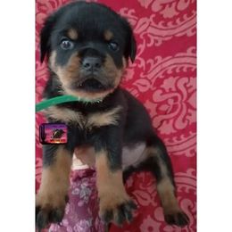 Rottweiler Puppies from Sunset State Rotts
