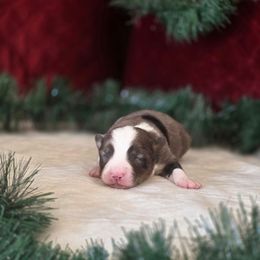 C - Blue merle male Toy Australian Shepherd puppy in Killen, Alabama from Wilkers Wholehearted Mini Aussies