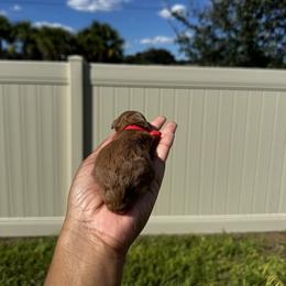 Toffee - Red  male Poodle puppy in Deltona, Florida from Poodles by CNC
