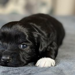 Male 3 - Black and white male Shichon puppy in Grand Rapids, Michigan from Great Lakes Teddy Bear Dogs