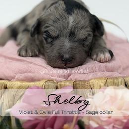 SHELBY- Sage collar - Merle female Goldendoodle puppy in Watertown, New York from True Friend Doodles