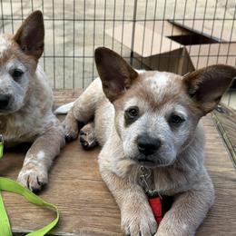 Australian Cattle Dog All Grown Up from Spotted Horse CattleDogs