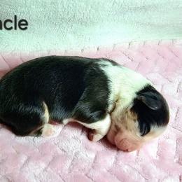 Miracle - Blue merle female Miniature Australian Shepherd puppy in Owensboro, Kentucky from JnT's Bluegrass Mini Aussies