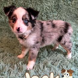 Jack - Blue merle male Miniature American Shepherd puppy in Millington, Tennessee from Goading Glee Glade
