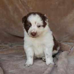 Theo - AKC Reg - Red male Border Collie puppy in Courtland, Alabama from C Bar C Ranch Border Collies