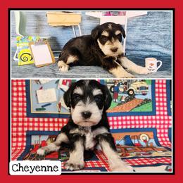 Cheyenne - Black and silver female Miniature Schnauzer puppy in Lebanon, Missouri from Cedar Glades Canines