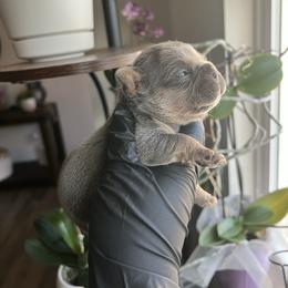 Blue Boy - Black and tan male French Bulldog puppy in Dawsonville, Georgia from Baros Kennel