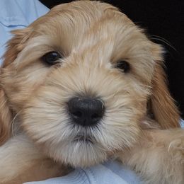 Purple girl - Gold female Australian Cobberdog puppy in Victoria, Minnesota from Heartland Hills Australian Cobberdogs