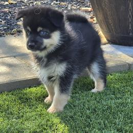 Bronz (1850) - Tri-color male Pomsky puppy in Fallon, Nevada from Amazing High Desert Pomskys