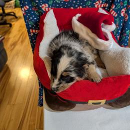 King - Blue merle male Australian Shepherd puppy in Cherry Grove, Oregon from TLC Dream and Pureland Australian Shepherds