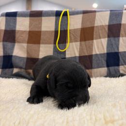 Yellow - Black male Labrador Retriever puppy in Middleton, New Hampshire from Tag Hollow