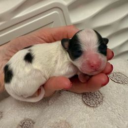 Orange boy - White and black male Papillon puppy in Noblesville, Indiana from Kerwan Papillons